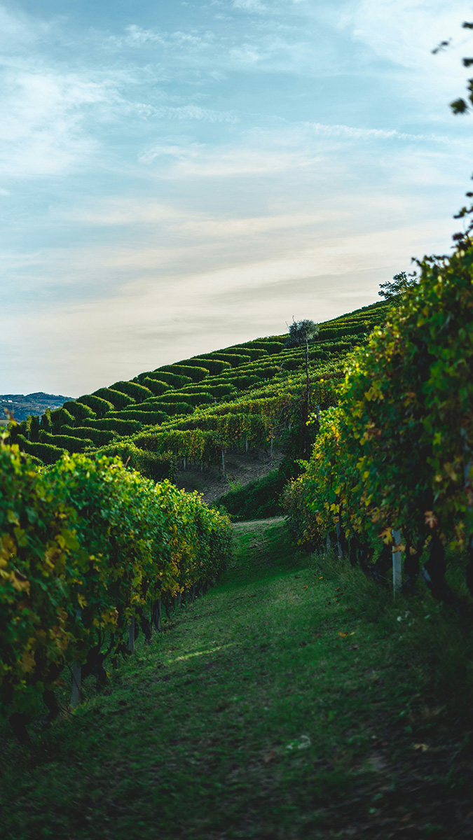 Tour enogastronomici nelle Langhe